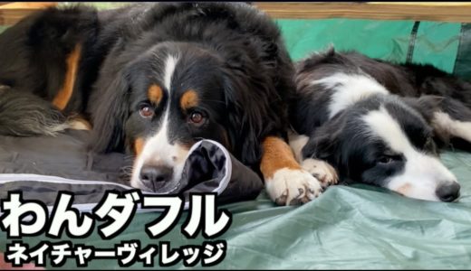 脱走・お湯が出ないとか色々てんこ盛りの犬連れキャンプ