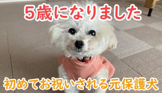 元保護犬が、我が家で迎える初めての誕生日