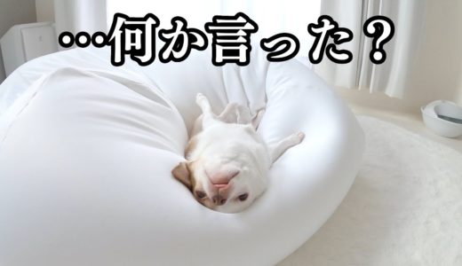 人ダメソファを占領し続け犬ならざる者になったチワワ