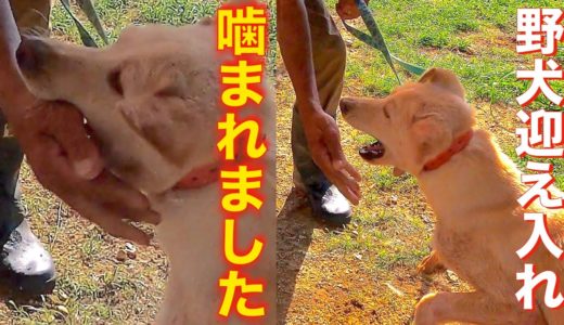 野犬に噛まれました 貴太郎くんの兄弟犬迎え入れ