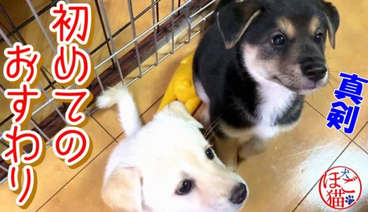 【犬　子犬　保護犬】子犬２匹を保護　はじめての「おすわり」は音が出た！