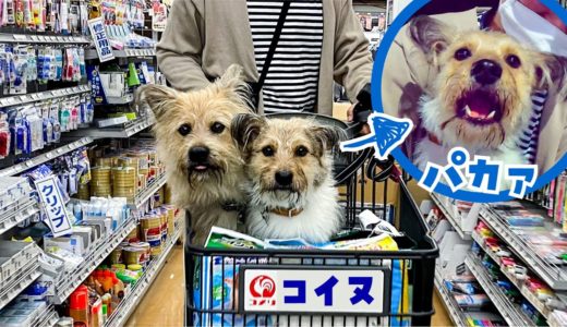 【お口パカッ！】初めてカートに乗った犬の反応が可愛すぎました🐶