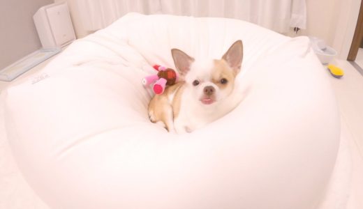 ベロが飛び出したまま戻らなくなってしまった犬