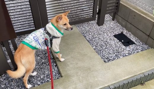 怖くて散歩に行けない犬がある人の登場をきっかけに一歩踏み出す姿に感動した…