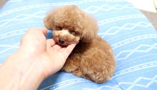 飼い主の手の上でウトウトしちゃう犬が可愛いw【トイプードルのコロン】