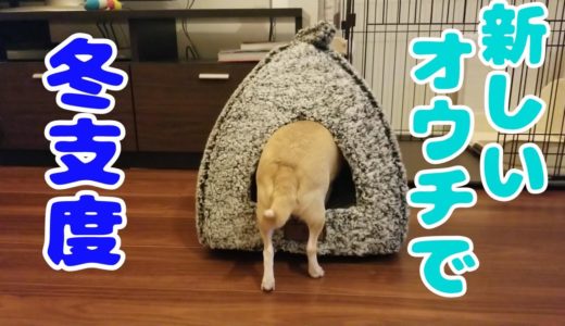 【373日】新しいおうちで冬支度するチワワ犬🐶 chihuahua's new house for Japanese winter season.