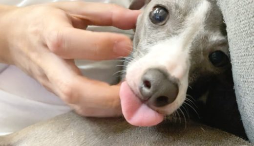 撫でるのをやめると奇声を発する犬【イタリアングレーハウンド】〜My dog ​​gets sullen when he stops stroking〜