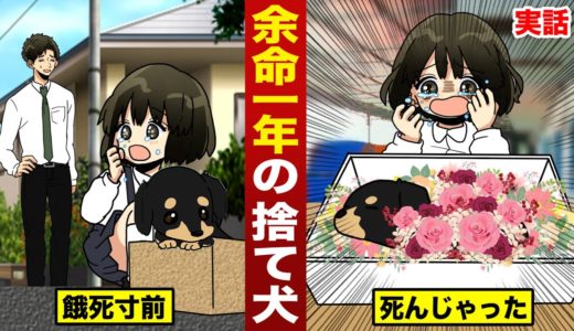 【実話】捨て犬が余命一年…すぐに心臓が止まった。