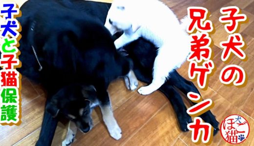 【犬　子犬　保護犬】子犬と子猫を保護　子犬の兄弟ゲンカ