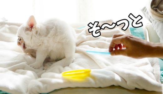 これぞほんとの犬のキョトン顔！！振り向いたらおもちゃがない・・・