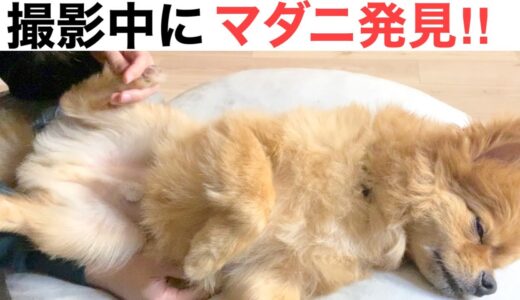 【愛犬にマダニ】ポメラニアンとチワワのミックス犬/ポメチワ