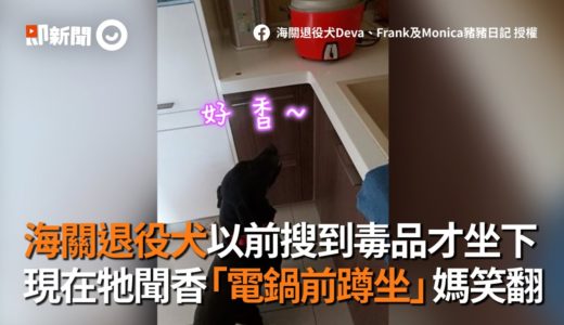 海關退役犬以前搜到毒品才坐下 現在牠聞香「電鍋前蹲坐」｜退休｜貪食｜狗