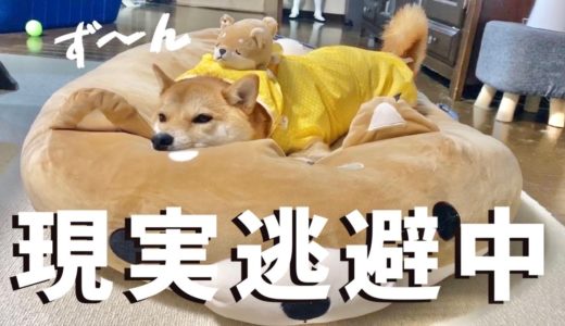 雨が降ると拒否犬が発動してしまう柴犬