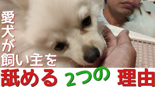 【ポメラニアン】【犬が舐める理由】愛犬が飼い主を舐める場所で分かる2つの理由【犬の気持ち】