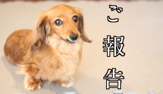 【ご報告】皆様にお伝えしたい事があります〜元保護犬・元繁殖犬えびすからのお知らせ〜♯34