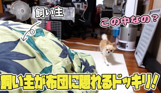 ビビリの犬に飼い主が布団に隠れて居なくなるドッキリを仕掛けてみたら...！！【チワワ】【dog】【chihuahua】