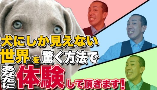 【犬が見ている世界】をあなたに体験させます！こんなに簡単で便利な方法があるんです！松本秀樹のタメになる話！