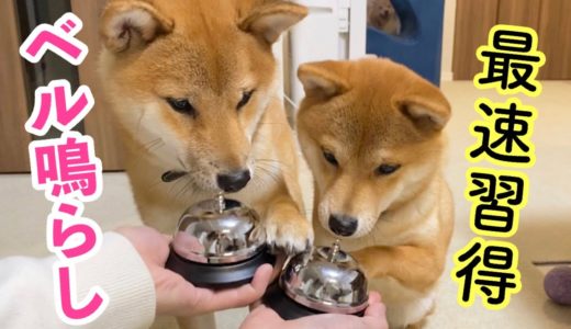 【犬芸】豆柴姉弟にベル鳴らしを1日で出来るかやってみた！