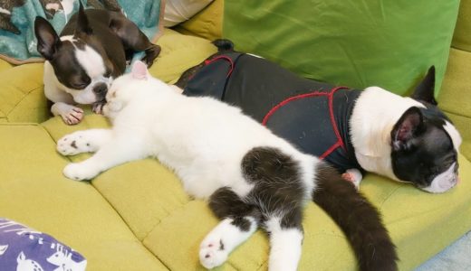 犬と猫が仲良しになると最高にかわいい！眠い顔が天使すぎて癒される【フレブル・ボステリ・子猫】