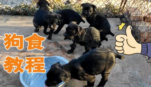 劉哥狗食教程！卡斯羅、惡霸犬、秋田犬，這麼多狗吃的溜光水滑，每天都吃什麼啊【劉哥在農村】