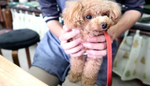 【犬と温泉旅行】ペットと一緒に陶芸体験＋犬とずっと一緒に過ごせる旅館ツアー【トイプードルのコロン】