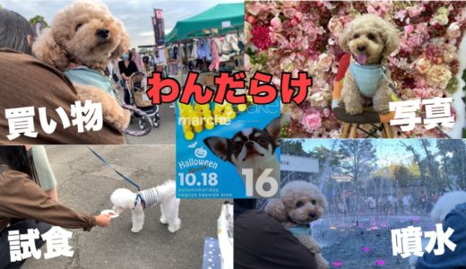 【わんだらけ】日本最大級 犬のマルシェイベントに参加してきました！ (トイプードル/マルプー)