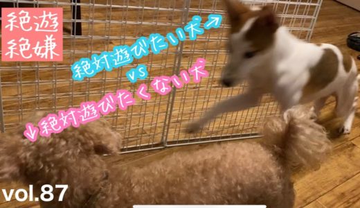 【保護犬預かり】絶対遊びたい犬vs絶対遊びたくない犬【病院に行った翌日、9日目の様子】