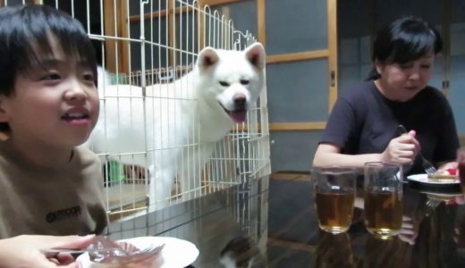 【秋田犬ゆうき】美味しそうなケーキは無言の圧力でおねだりする【akita dog】