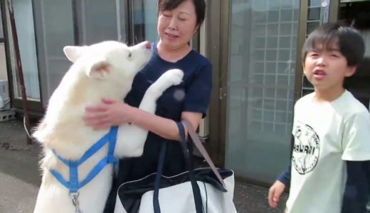 【秋田犬ゆうき】今年のお別れは笑顔のバイバイ♪寂しいのは僕の方です【akita dog】