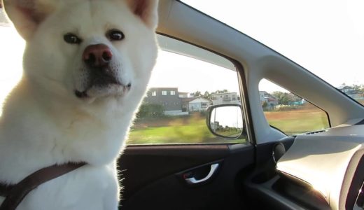 【秋田犬ゆうき】ドライブ中なので席を立たないようにと飼い主に怒られる【akita dog】