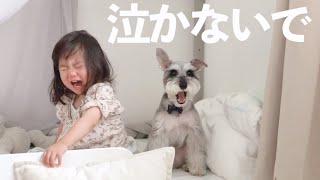 【育児】犬にお茶をだす1歳娘【シュナウザージジトト】Miniature schnauzer with daughter:Please don't cry.