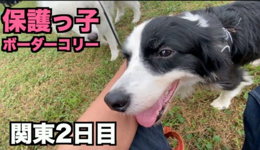 保護っ子ボーダー関東2日目と大型犬オフ会【33-34日目】