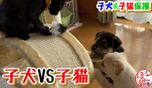 【子犬　子猫　保護犬】子犬VS子猫　小さくても負けない