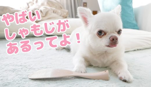 撫でると犬がバタバタ寝ていく「しゃもじ」があると聞いた結果！？