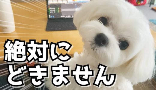 犬に邪魔されて動画の編集が出来ませんが可愛いので許します【マルチーズ】