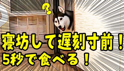 遅刻！寝坊して急いでご飯を食べる犬が可愛い　ハスキー犬とトイプードル