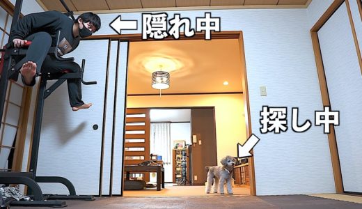 🐶犬とかくれんぼしてみたらめちゃ面白かったwww【トイプードル】