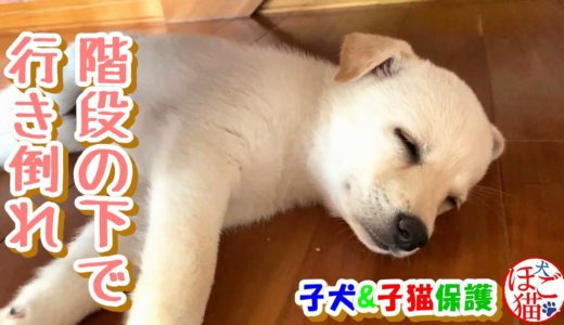 【犬　子犬　保護犬】階段の下で行き倒れている子犬