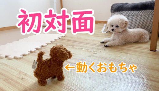 動くおもちゃに困惑する元保護犬