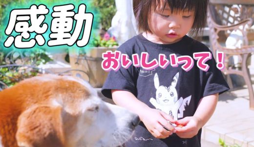 【犬と会話もできる】愛犬に優しすぎて…ツライ…同じ人として恥ずかしくなる背徳感…【生後1歳11ヶ月赤ちゃん】　Pet dog friendly