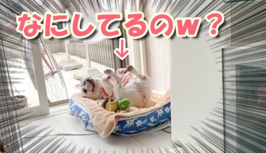 パタパタパタパタしてる犬ｗｗ【フレンチブルドッグ frenchbulldog】