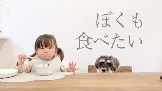 犬2匹と1歳娘のほっこり成長記録【シュナウザージジトト】Miniature schnauzer with daughter