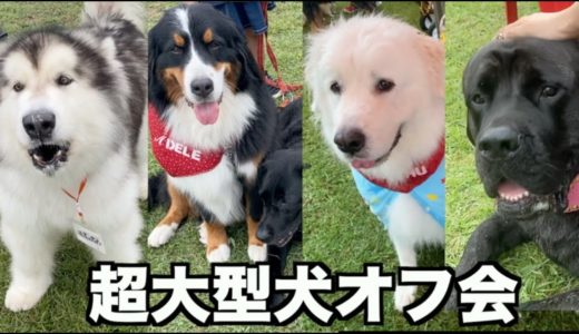 【犬イベント】1年ぶりの超大型犬のオフ会・BigBurn100