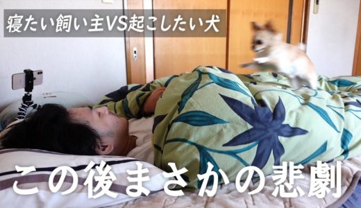 休日どうしても寝たいアラサー男子とそれを起こしたい犬【起こすシリーズ】【吠える】【チワワ】【dog】【chihuahua】