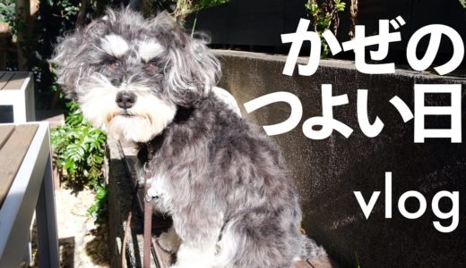 【vlog】犬と自転車に乗って旅する日曜日の過ごし方【シュナウザージジトト】Miniature schnauzer with daughter:上野桜木あたり谷根千さんぽ