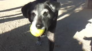 保健所から迎えた犬　持ってきてくれたけど渡し方が雑だったｗ