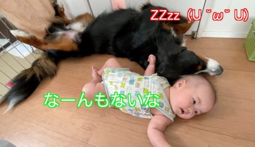 【犬と子供の日常】きょうだいと共に楽しく過ごす　バーニーズマウンテンドッグ　 bernese mountain dog