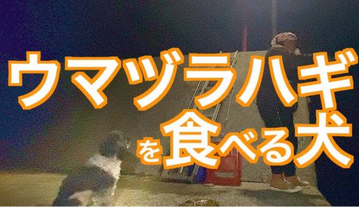 ウマヅラハギが大好きな犬とスズキを釣りに行きました