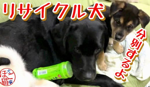 【子犬　子猫　保護犬　保護猫】リサイクル犬ジオと　邪魔する子犬達