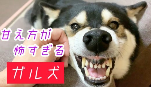 甘え方が怖すぎる！…ガル犬の場合